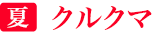 夏「クルクマ」